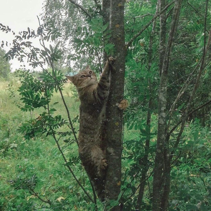 The cat