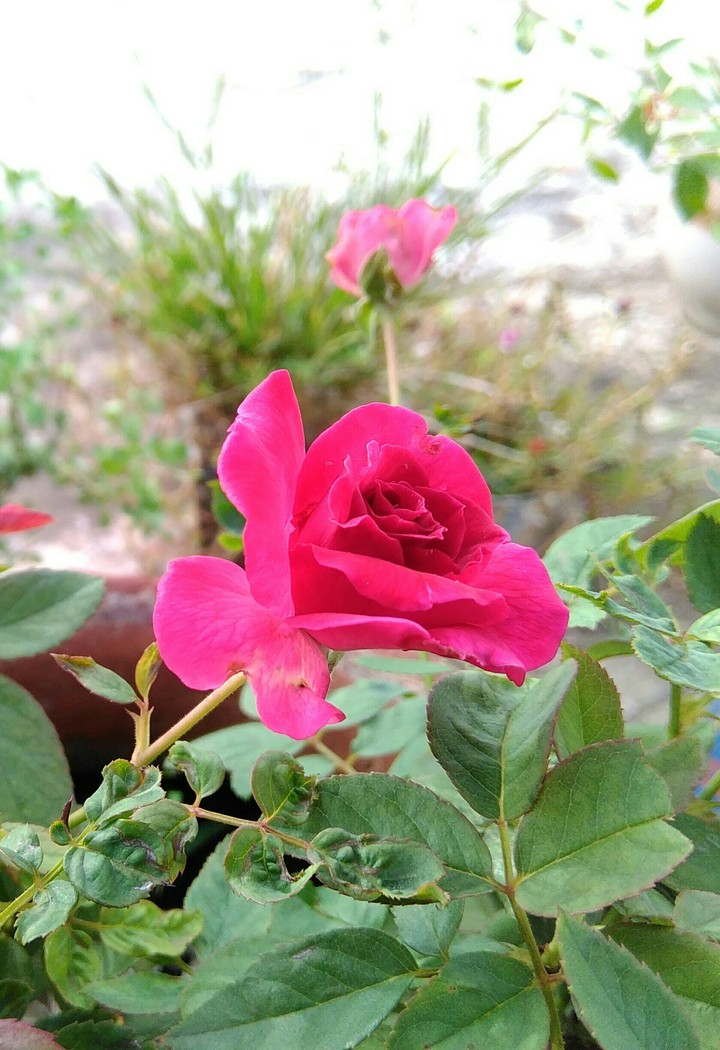 Rose