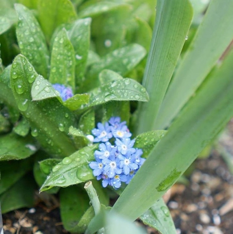 flowers