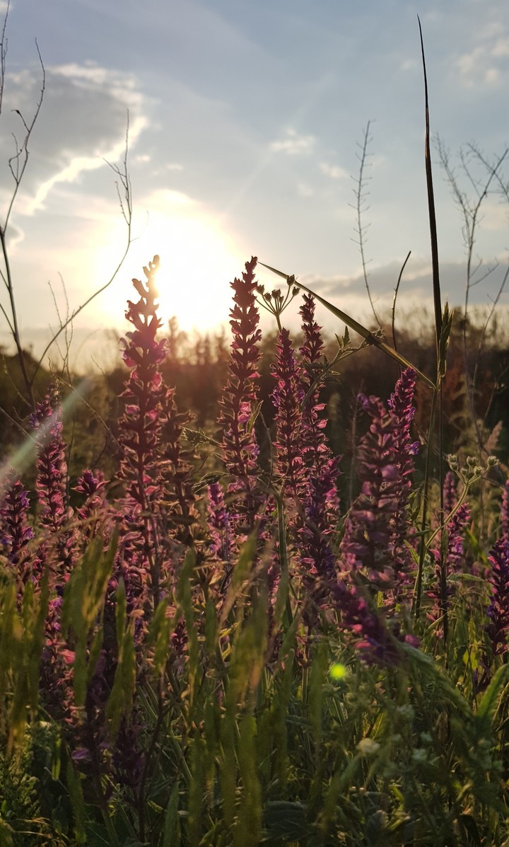 Sunlight
