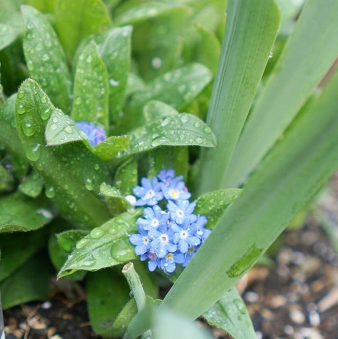 flowers