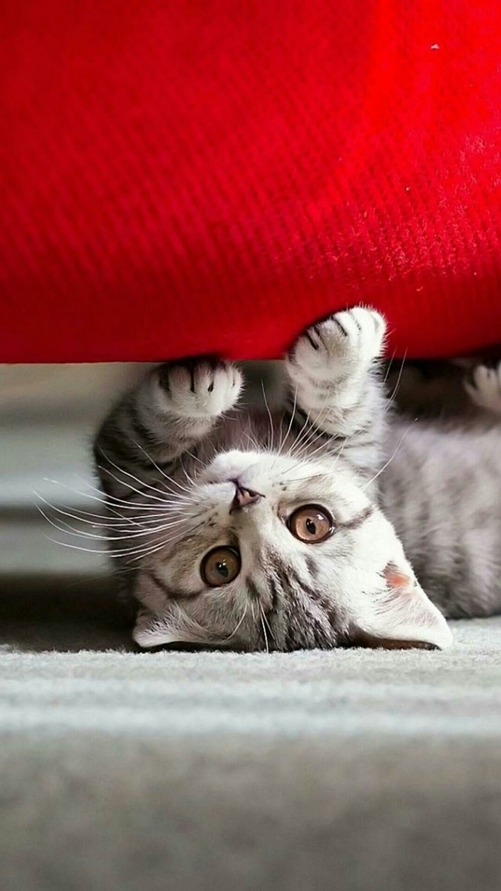 the mr. cute