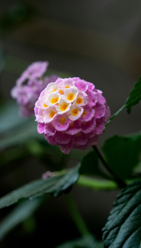 sfondi lantanas, purple