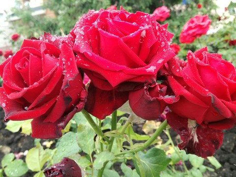 red rose