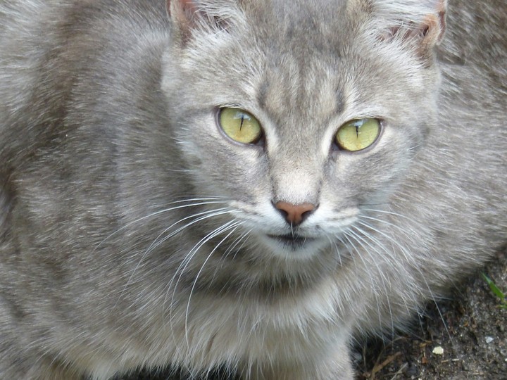 cat