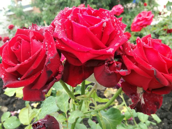 red rose