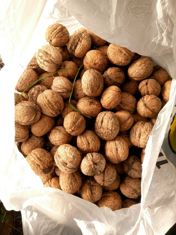 орех грецкий