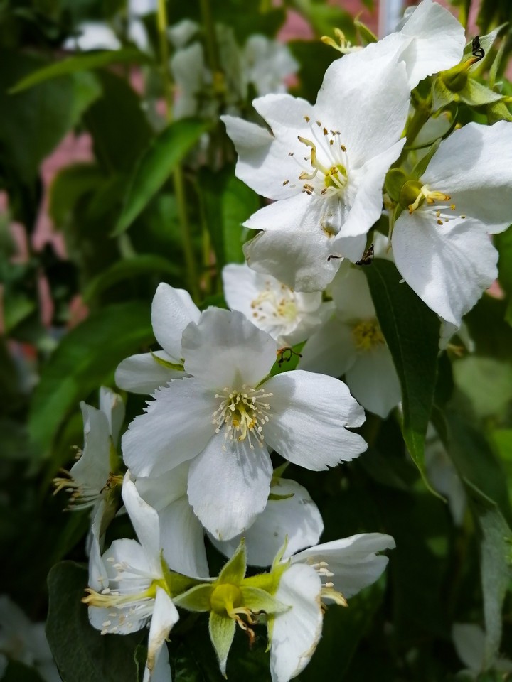 summer flowers