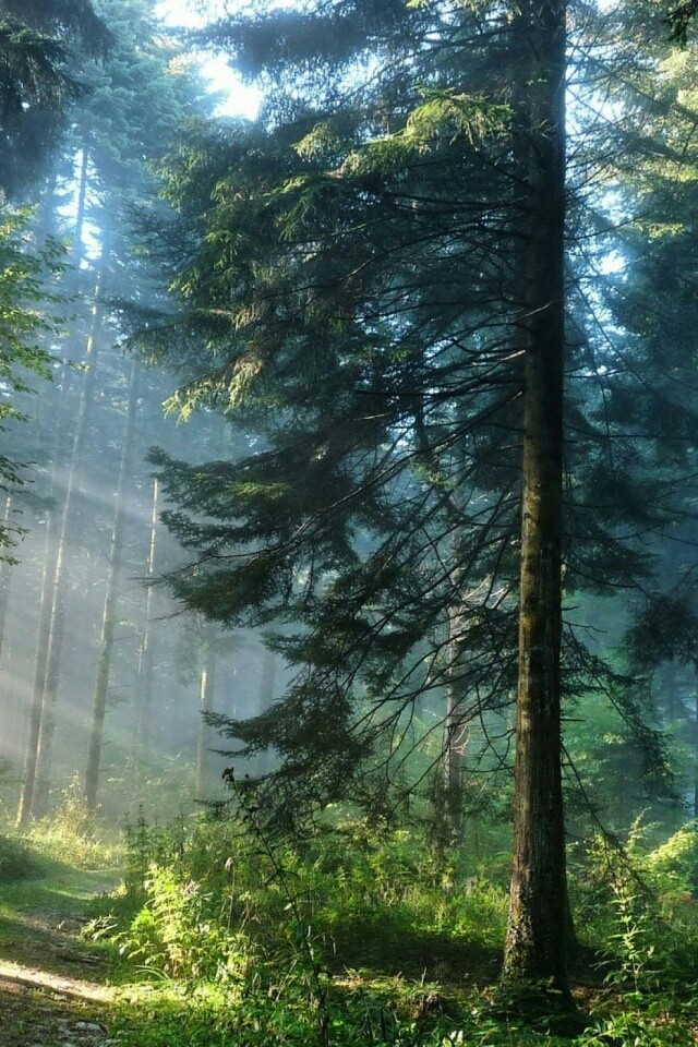 forest
