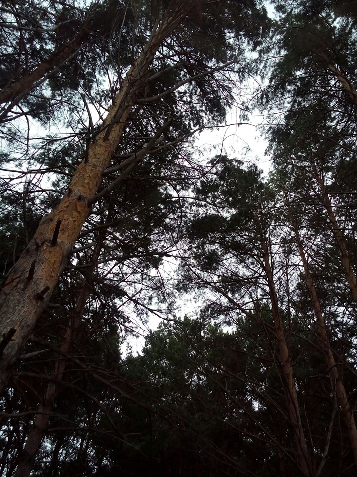 trees