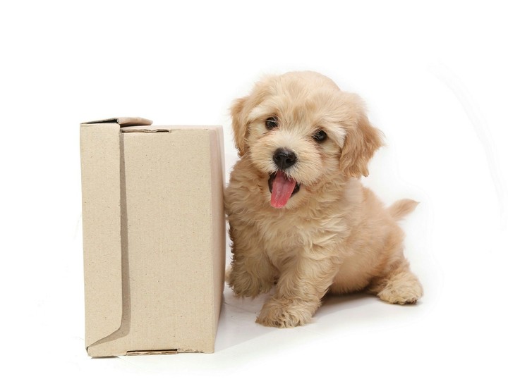 poodle cute and box