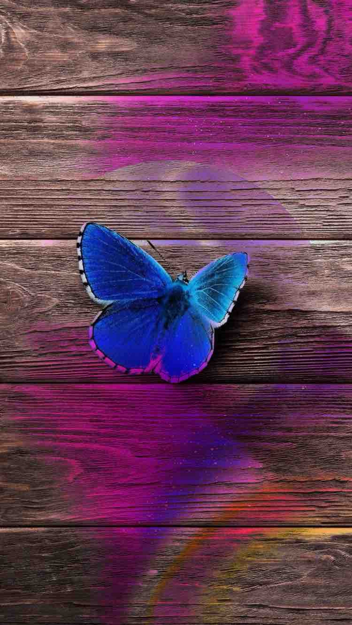 butterfly