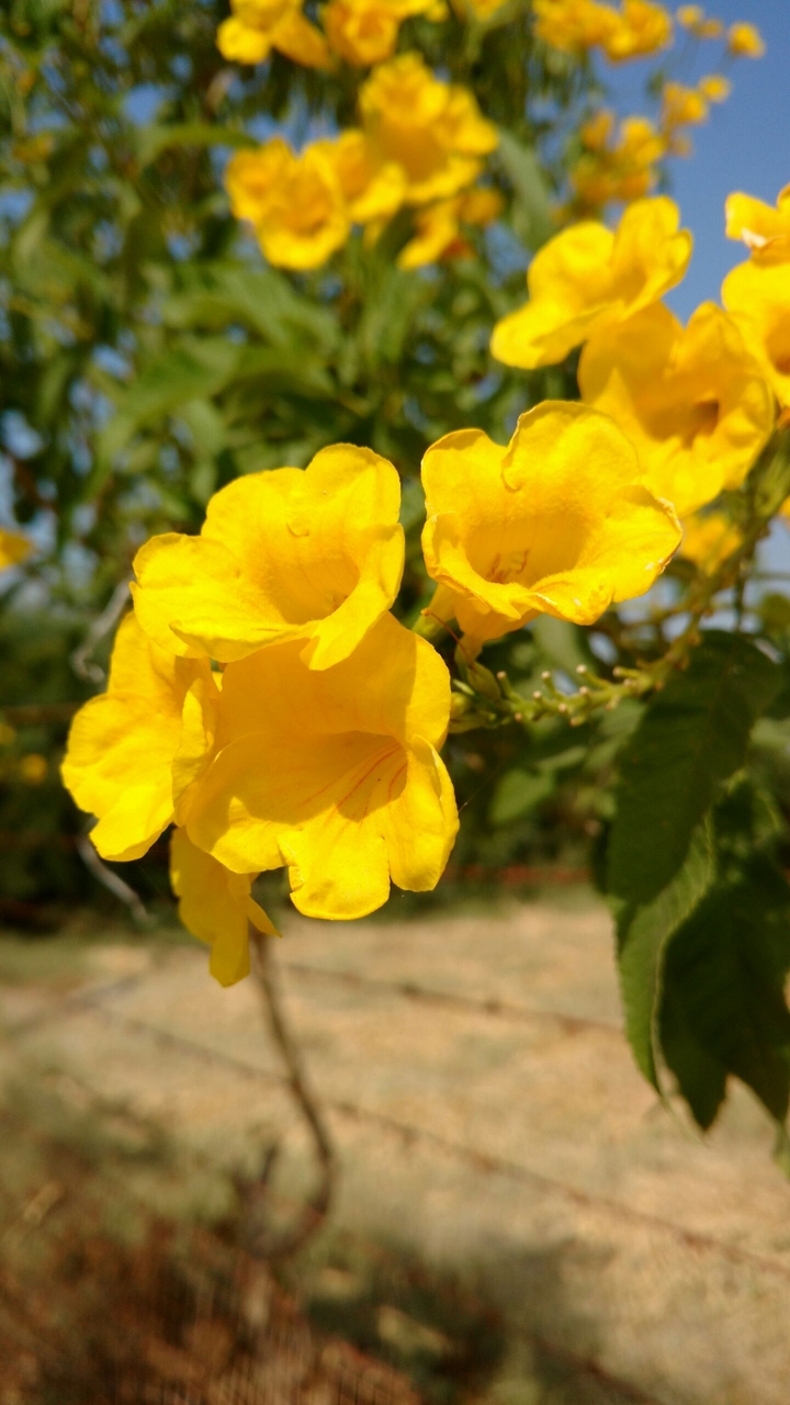 Little flowers