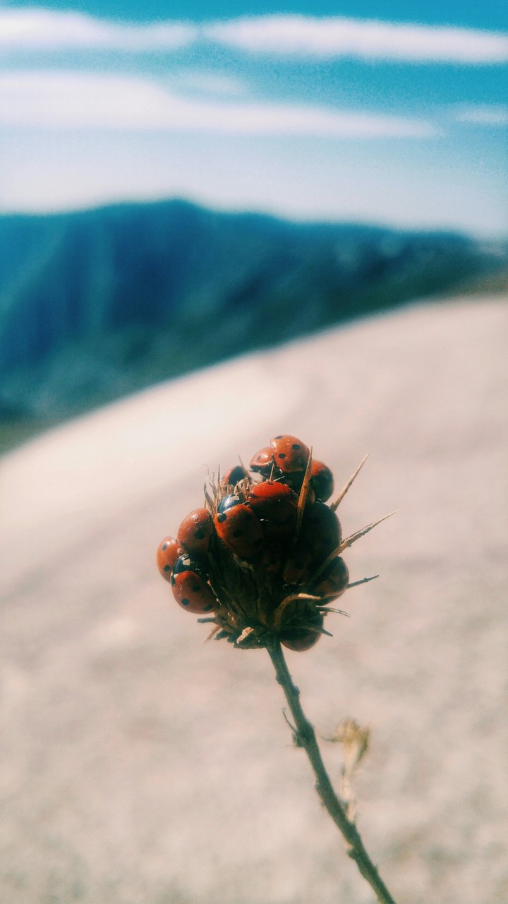 Ladybug Flower!
