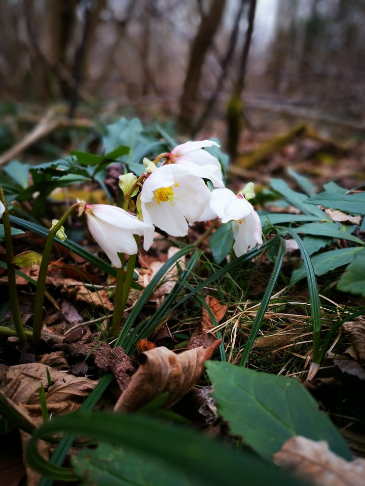 Schnee Rosen