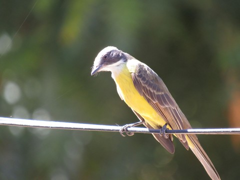 Yellow Bird - Sebito