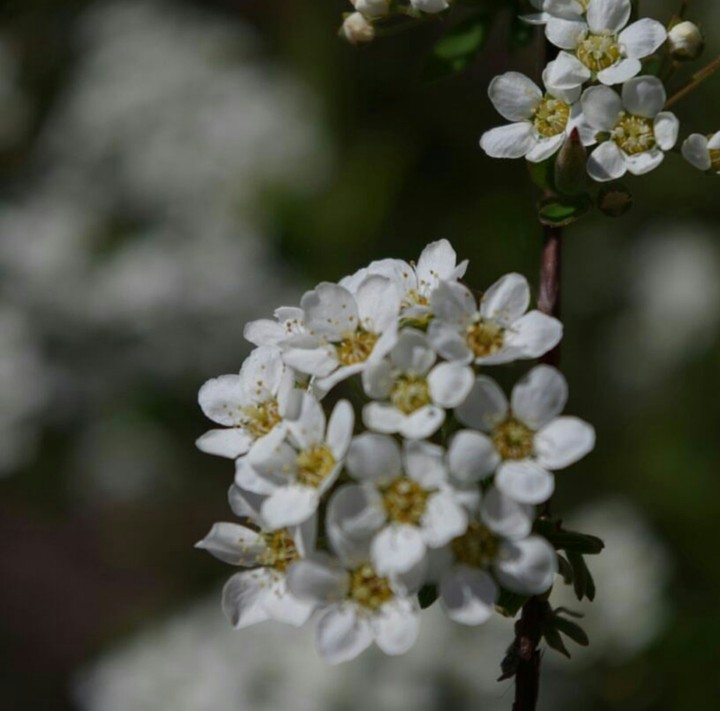 fiori