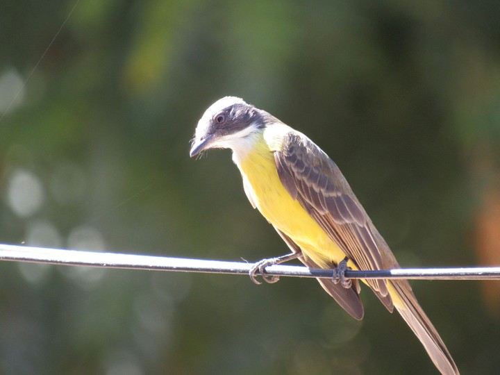 Yellow Bird - Sebito