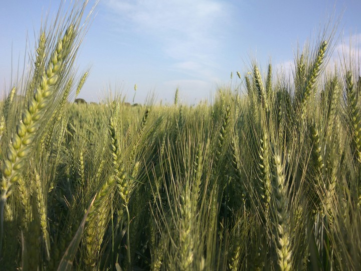 weed wheat