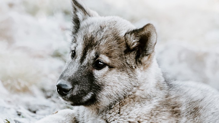 doggie