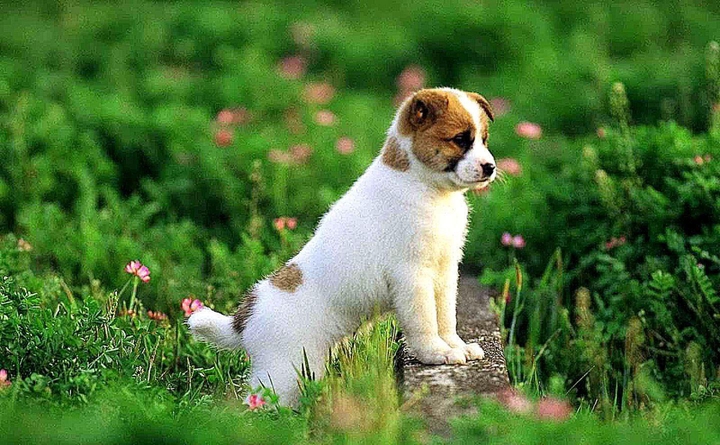 puppy