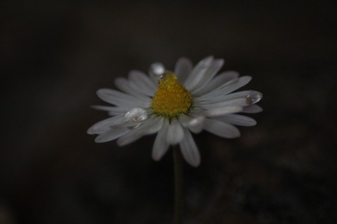 daisy