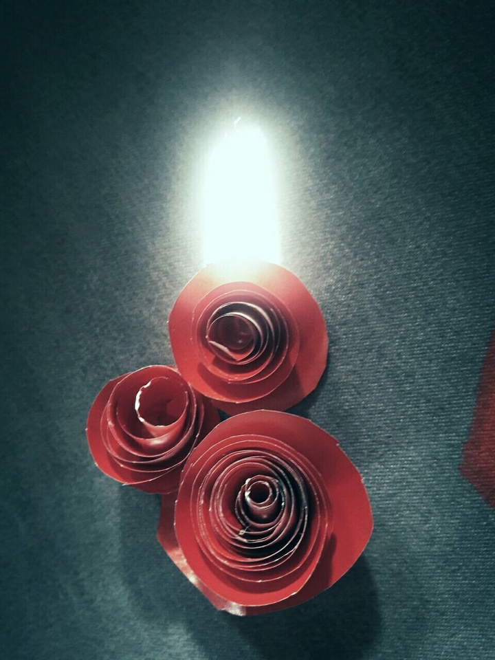 Rays&Rose