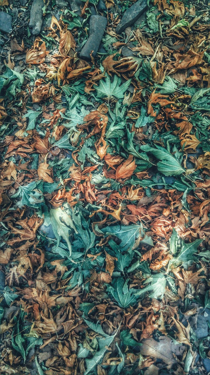 Leaves