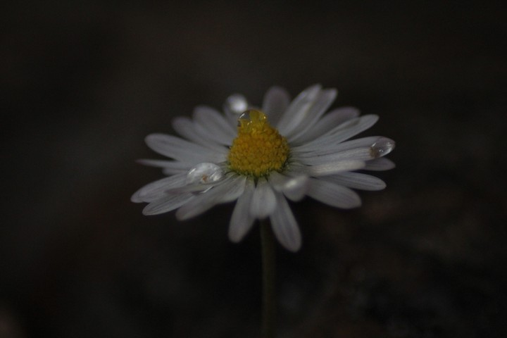 daisy