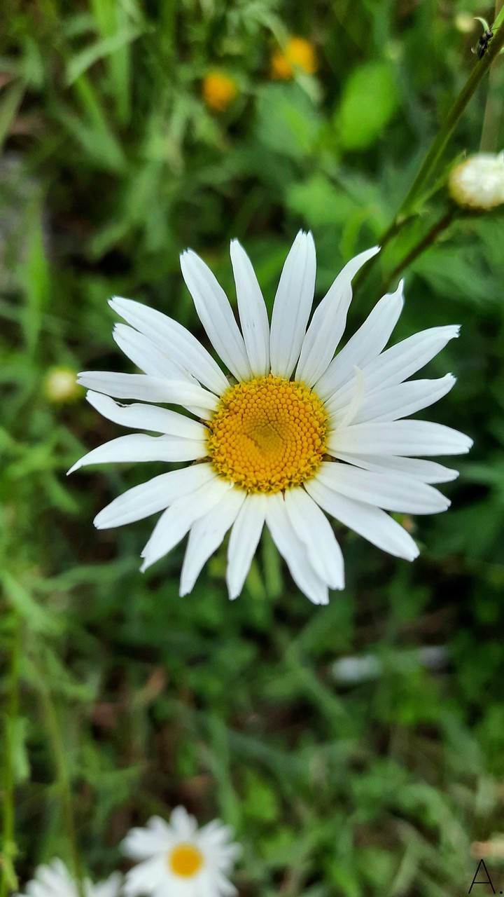Chamomile