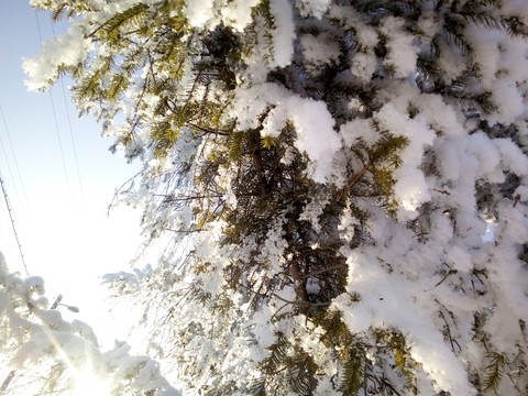 biome, twig वॉलपेपर