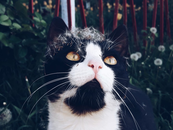 cat
