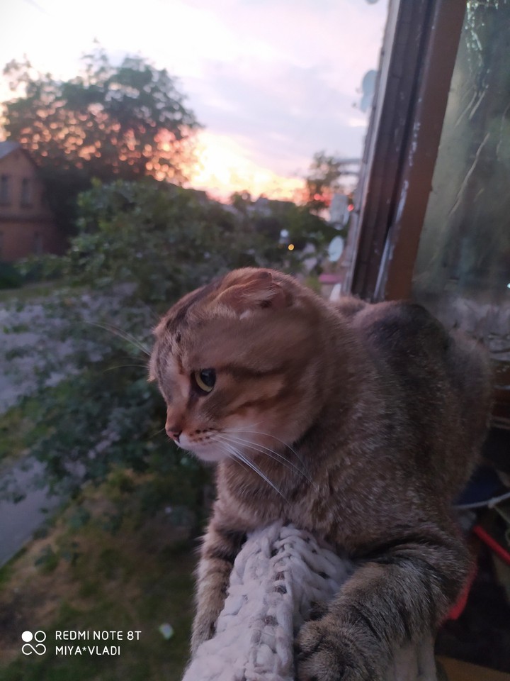 кошачий закат