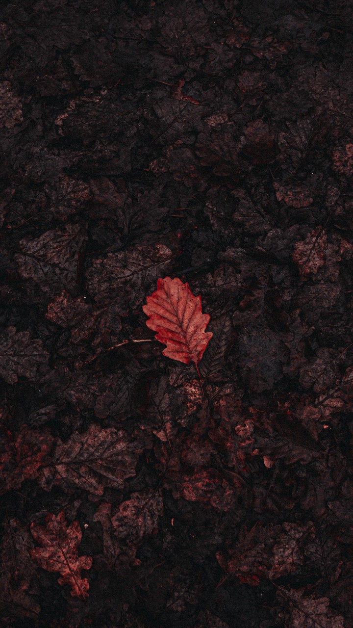 листья
