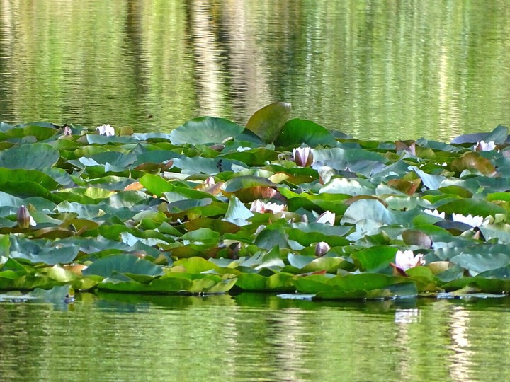 Water Lily