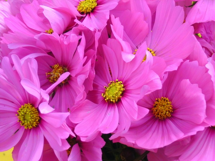 Blumen