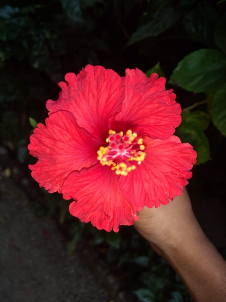 red Jasvandi