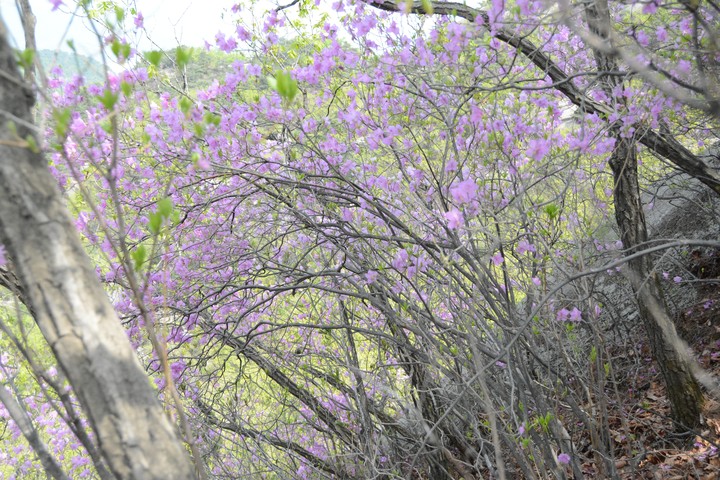 수락산이미지