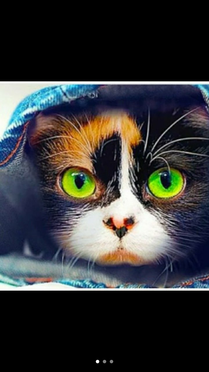 котик