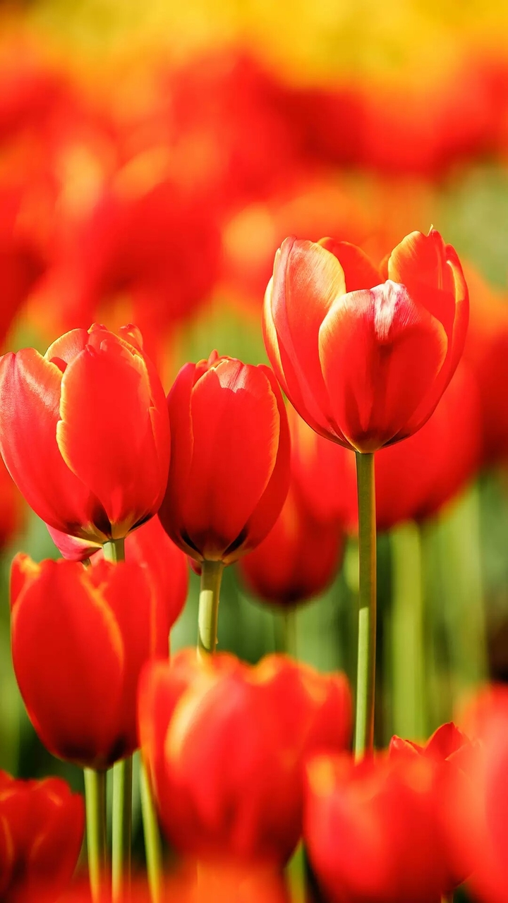 #Flowers #beautifull