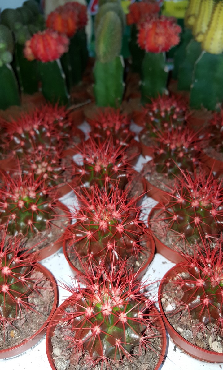 cactus