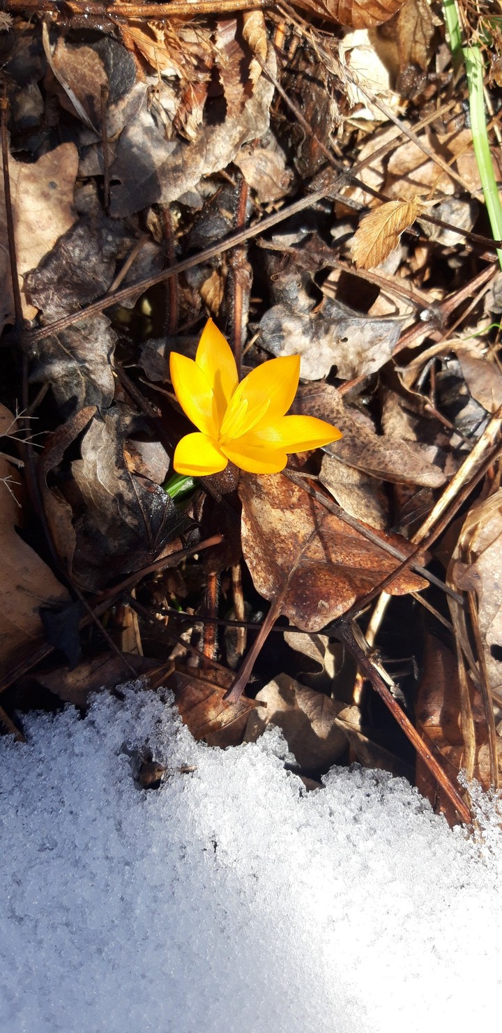 winter, flowers