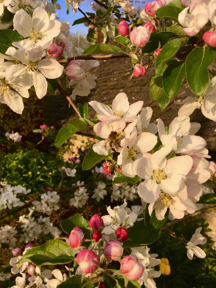 Colourful Flowers