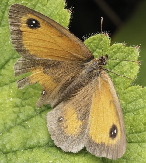 fondos de pantalla butterfly, pollinator