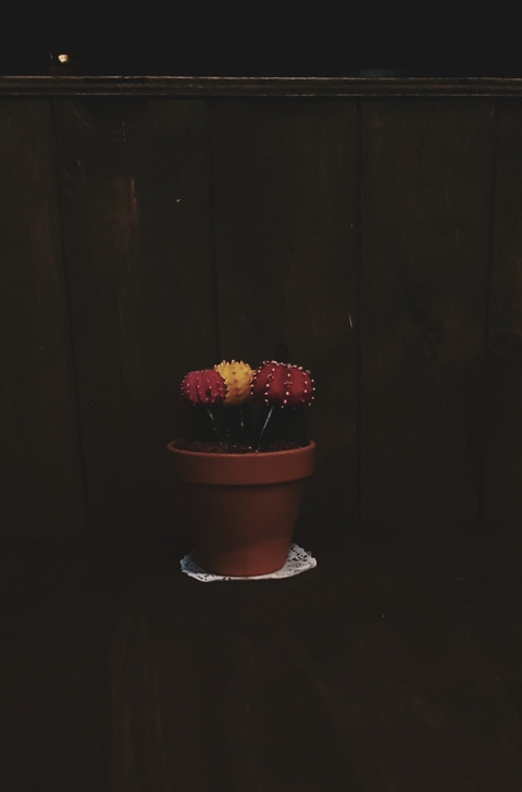 cactus
