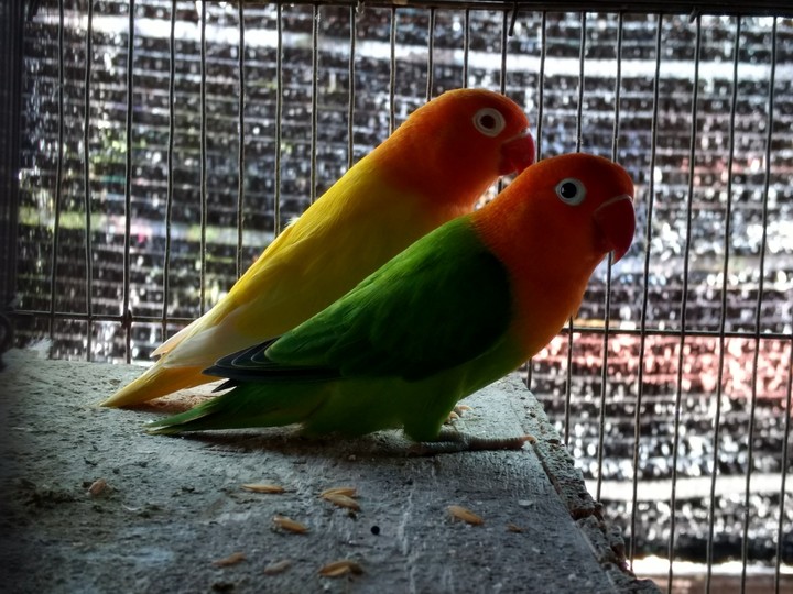 Lovebirds​