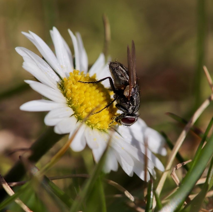 fly