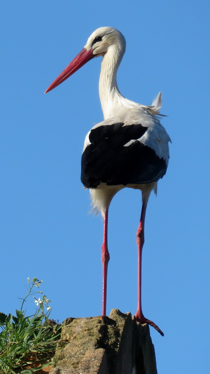 belle cigogne