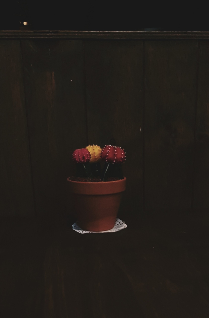 cactus