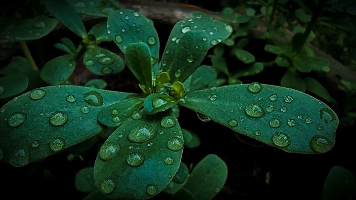 Memorable Rain